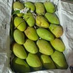 চাঁপাইনবাবগঞ্জের বারো মাসি সুইট কাটিমন আম