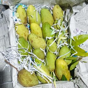 চাঁপাইনবাবগঞ্জের বারো মাসি সুইট কাটিমন আম ( ৬ কেজি)