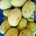 চাঁপাইনবাবগঞ্জের ফজলি আম ৫ কেজি